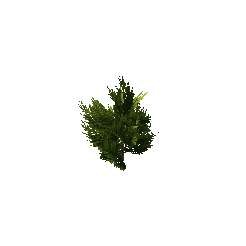 conifer bush1